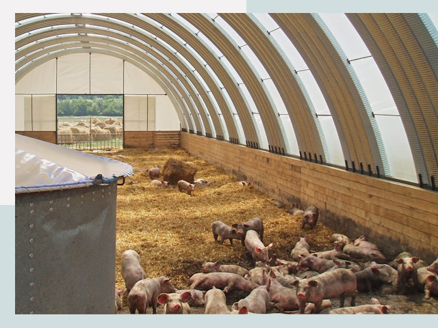 Строительство свинарников в Клинцах